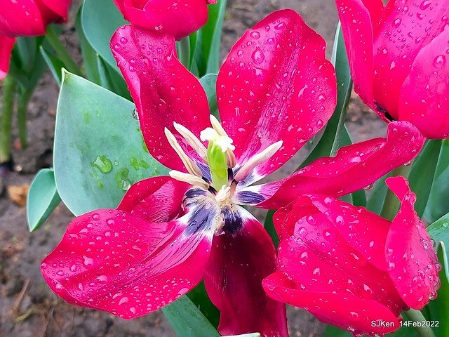 「新店碧潭風景區鬱金香花海」(Tulid blossoms at Pi lake), Hsinpei city, North Taiwan, SJKen, Feb 14, 2022.