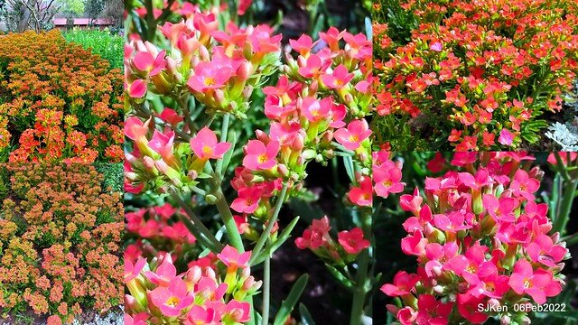 「陽明山花卉試驗中心風信子與香花篇」(Hyacinthus orientalis & other blossoms), Taipei, Taiwan, SJKen, Feb 6, 2022.