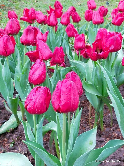 「新店碧潭風景區鬱金香花海」(Tulid blossoms at Pi lake), Hsinpei city, North Taiwan, SJKen, Feb 14, 2022.