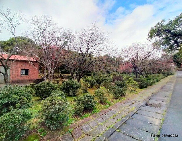 花卉試驗中心櫻花篇(2022 Cherry blossoms ), Taipei, Taiwan, SJKen,Feb 6, 2022.