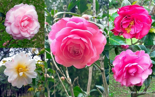「陽明山花卉試驗中心茶花與杜鵑花」(Rhododendron &Camila), Taipei, Taiwan, SJKen, Feb 6, 2022.