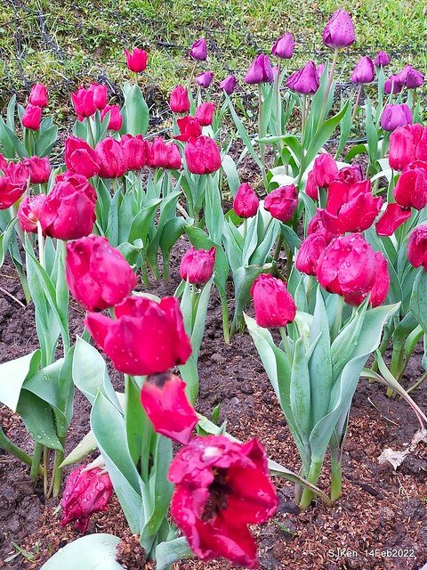 「新店碧潭風景區鬱金香花海」(Tulid blossoms at Pi lake), Hsinpei city, North Taiwan, SJKen, Feb 14, 2022.