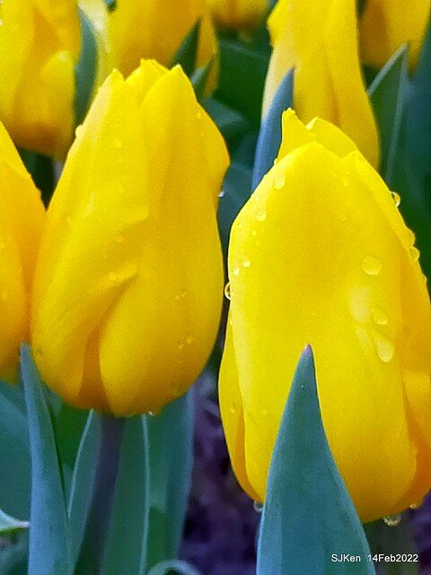 「新店碧潭風景區鬱金香花海」(Tulid blossoms at Pi lake), Hsinpei city, North Taiwan, SJKen, Feb 14, 2022.