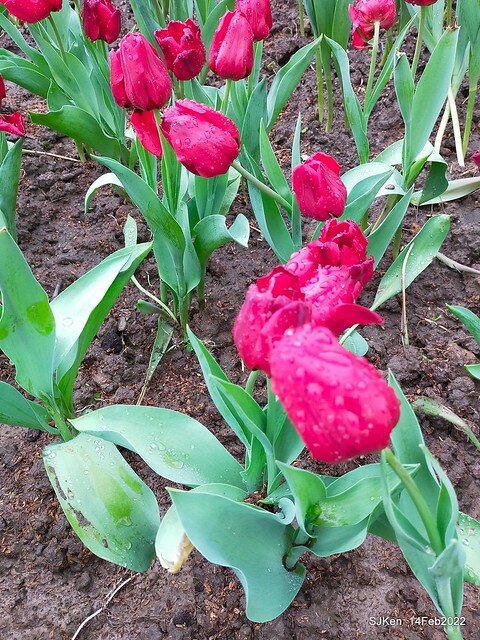 「新店碧潭風景區鬱金香花海」(Tulid blossoms at Pi lake), Hsinpei city, North Taiwan, SJKen, Feb 14, 2022.