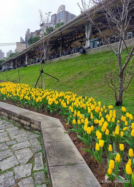 「新店碧潭風景區鬱金香花海」(Tulid blossoms at Pi lake), Hsinpei city, North Taiwan, SJKen, Feb 14, 2022.