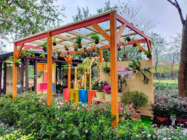 「大安森林公園2022台北杜鵑花季」(Hydrangea & Rhododendron flower exhibition at Da-An forest park), Taipei, Taiwan, SJKen, Feb 20, 2022.