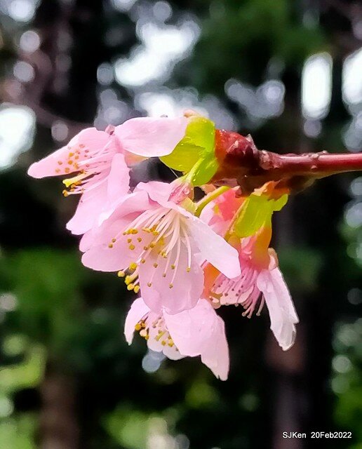 「中正紀念堂」寒流雨中賞櫻與杜鵑花(Cherry Blossom & Rhododendron at C.K.S. Memorial Hall), Taipei, Taiwan, SJKen, Feb 20, 2022.