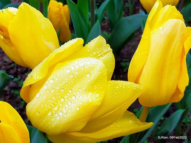 花卉試驗中心鬱金香展(2022 Tulid blossoms exhibition), Taipei, Taiwan, SJKen,Feb 6,  2022.