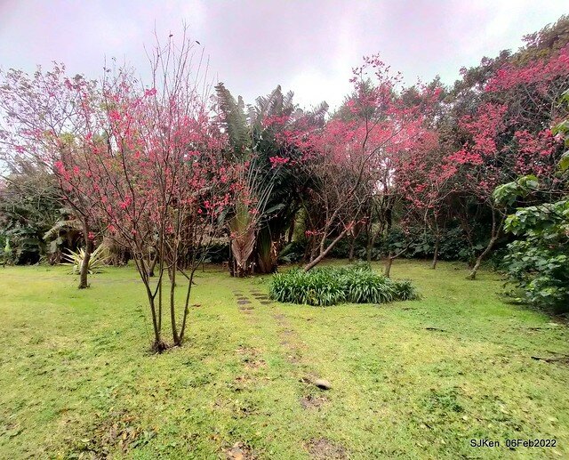 花卉試驗中心櫻花篇(2022 Cherry blossoms ), Taipei, Taiwan, SJKen,Feb 6, 2022.