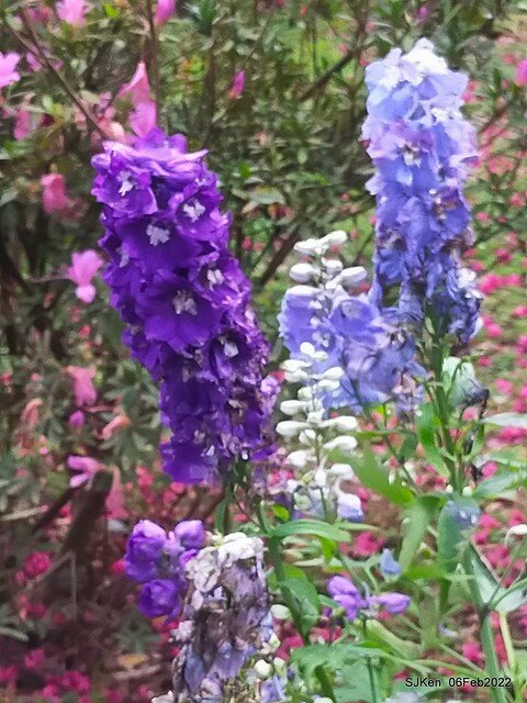 「陽明山花卉試驗中心風信子與香花篇」(Hyacinthus orientalis & other blossoms), Taipei, Taiwan, SJKen, Feb 6, 2022.