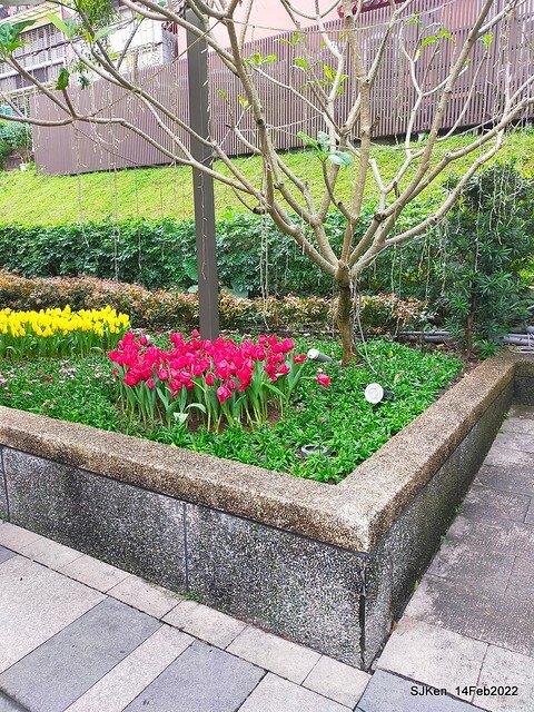 「新店碧潭風景區鬱金香花海」(Tulid blossoms at Pi lake), Hsinpei city, North Taiwan, SJKen, Feb 14, 2022.