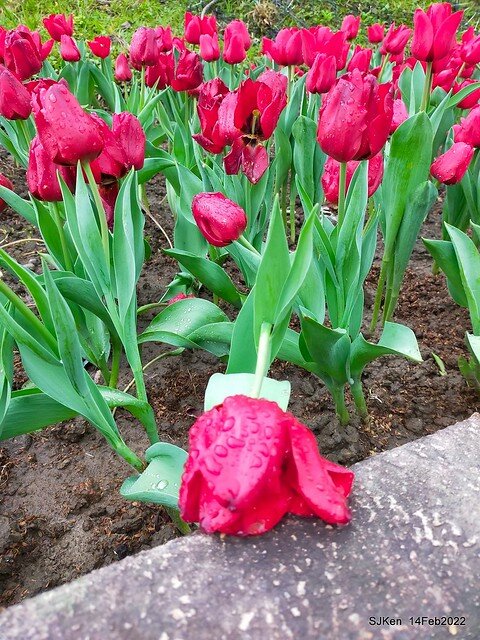「新店碧潭風景區鬱金香花海」(Tulid blossoms at Pi lake), Hsinpei city, North Taiwan, SJKen, Feb 14, 2022.