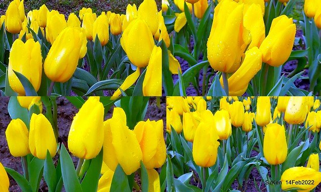 「新店碧潭風景區鬱金香花海」(Tulid blossoms at Pi lake), Hsinpei city, North Taiwan, SJKen, Feb 14, 2022.