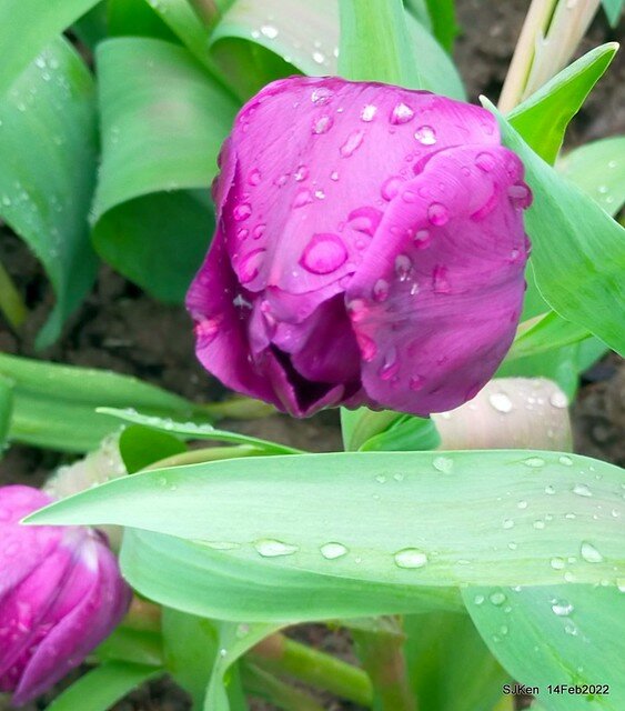 「新店碧潭風景區鬱金香花海」(Tulid blossoms at Pi lake), Hsinpei city, North Taiwan, SJKen, Feb 14, 2022.