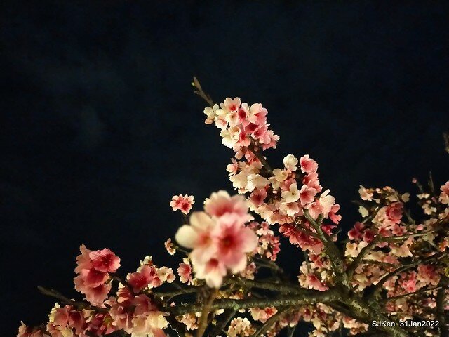 「2022台北東湖樂活夜櫻季」(2022 Taipei Lohas Cherry Blossoms Festival), Taipei, Taiwan, SJKen, Jan 31, 2022.