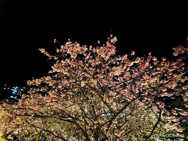 「2022台北東湖樂活夜櫻季」(2022 Taipei Lohas Cherry Blossoms Festival), Taipei, Taiwan, SJKen, Jan 31, 2022.