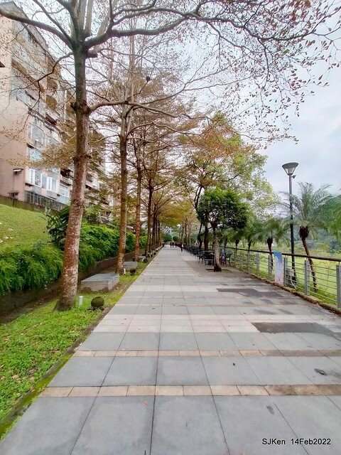 「新店碧潭風景區鬱金香花海」(Tulid blossoms at Pi lake), Hsinpei city, North Taiwan, SJKen, Feb 14, 2022.