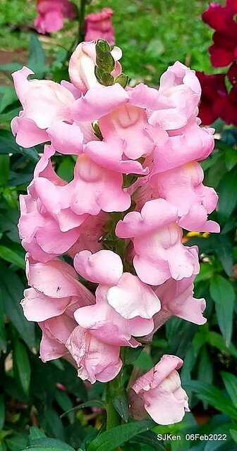 「陽明山花卉試驗中心風信子與香花篇」(Hyacinthus orientalis & other blossoms), Taipei, Taiwan, SJKen, Feb 6, 2022.