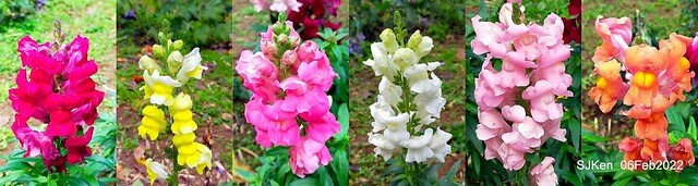 「陽明山花卉試驗中心風信子與香花篇」(Hyacinthus orientalis & other blossoms), Taipei, Taiwan, SJKen, Feb 6, 2022.