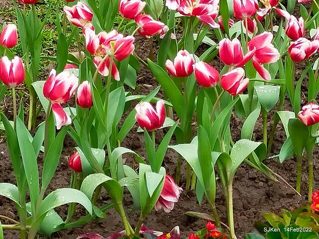 「新店碧潭風景區鬱金香花海」(Tulid blossoms at Pi lake), Hsinpei city, North Taiwan, SJKen, Feb 14, 2022.