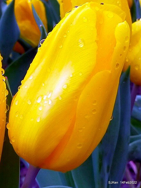 「新店碧潭風景區鬱金香花海」(Tulid blossoms at Pi lake), Hsinpei city, North Taiwan, SJKen, Feb 14, 2022.