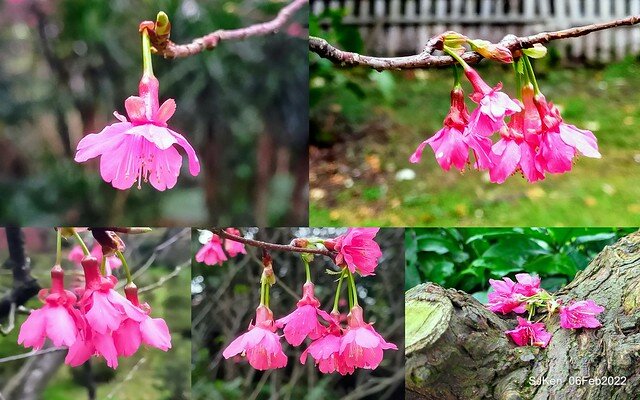 花卉試驗中心櫻花篇(2022 Cherry blossoms ), Taipei, Taiwan, SJKen,Feb 6, 2022.