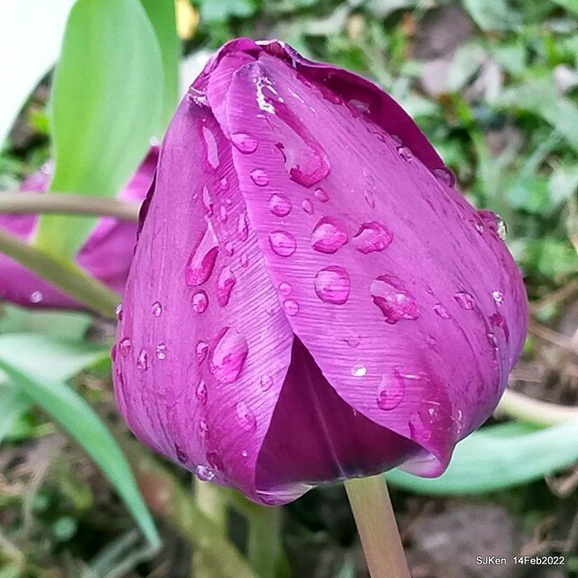 「新店碧潭風景區鬱金香花海」(Tulid blossoms at Pi lake), Hsinpei city, North Taiwan, SJKen, Feb 14, 2022.