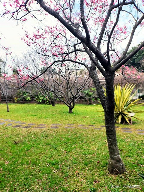 花卉試驗中心櫻花篇(2022 Cherry blossoms ), Taipei, Taiwan, SJKen,Feb 6, 2022.