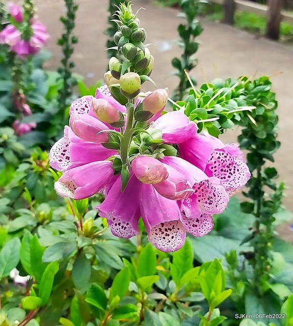 「陽明山花卉試驗中心風信子與香花篇」(Hyacinthus orientalis & other blossoms), Taipei, Taiwan, SJKen, Feb 6, 2022.