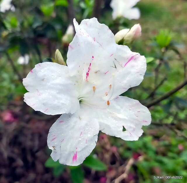 「陽明山花卉試驗中心茶花與杜鵑花」(Rhododendron &Camila), Taipei, Taiwan, SJKen, Feb 6, 2022.