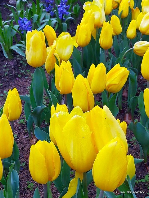 花卉試驗中心鬱金香展(2022 Tulid blossoms exhibition), Taipei, Taiwan, SJKen,Feb 6,  2022.