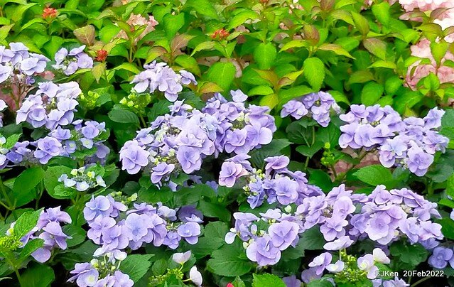 「大安森林公園2022台北杜鵑花季」(Hydrangea & Rhododendron flower exhibition at Da-An forest park), Taipei, Taiwan, SJKen, Feb 20, 2022.