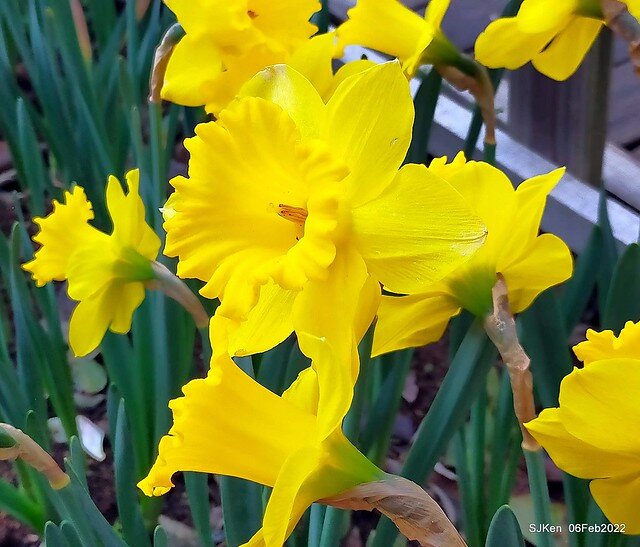 花卉試驗中心鬱金香展(2022 Tulid blossoms exhibition), Taipei, Taiwan, SJKen,Feb 6,  2022.