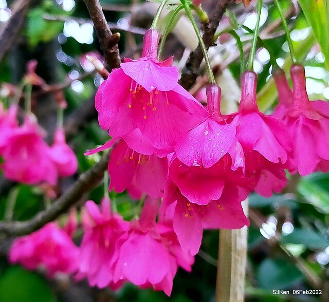 花卉試驗中心櫻花篇(2022 Cherry blossoms ), Taipei, Taiwan, SJKen,Feb 6, 2022.