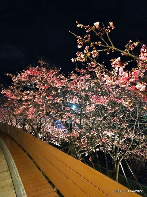 「2022台北東湖樂活夜櫻季」(2022 Taipei Lohas Cherry Blossoms Festival), Taipei, Taiwan, SJKen, Jan 31, 2022.