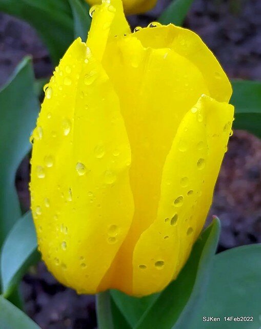 「新店碧潭風景區鬱金香花海」(Tulid blossoms at Pi lake), Hsinpei city, North Taiwan, SJKen, Feb 14, 2022.
