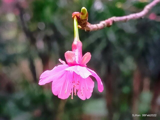 花卉試驗中心櫻花篇(2022 Cherry blossoms ), Taipei, Taiwan, SJKen,Feb 6, 2022.
