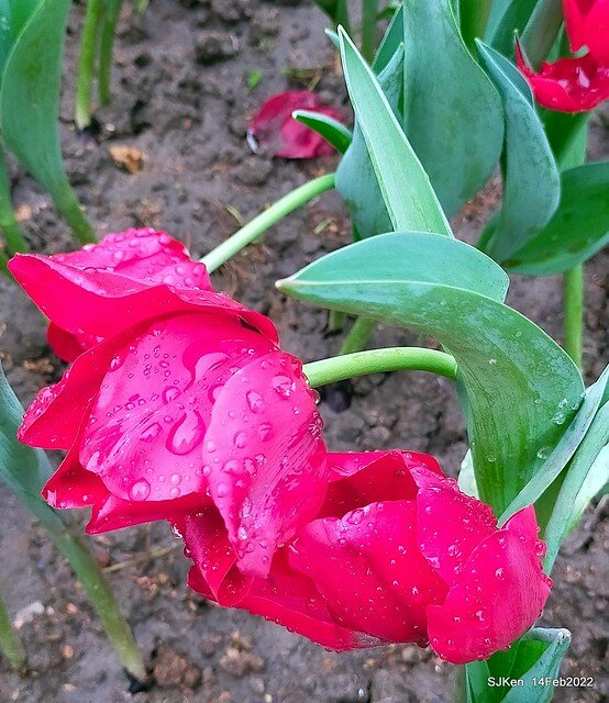 「新店碧潭風景區鬱金香花海」(Tulid blossoms at Pi lake), Hsinpei city, North Taiwan, SJKen, Feb 14, 2022.