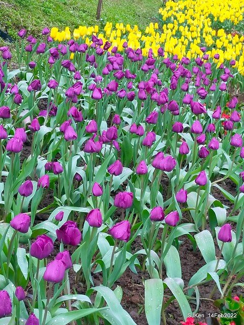 「新店碧潭風景區鬱金香花海」(Tulid blossoms at Pi lake), Hsinpei city, North Taiwan, SJKen, Feb 14, 2022.