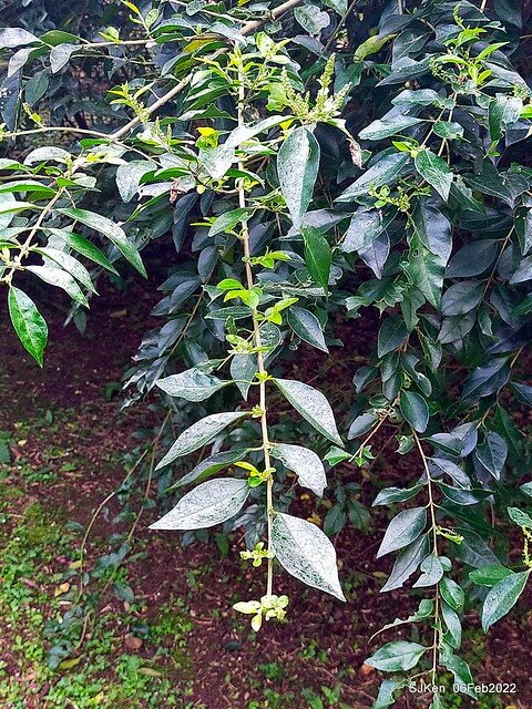 「陽明山花卉試驗中心風信子與香花篇」(Hyacinthus orientalis & other blossoms), Taipei, Taiwan, SJKen, Feb 6, 2022.