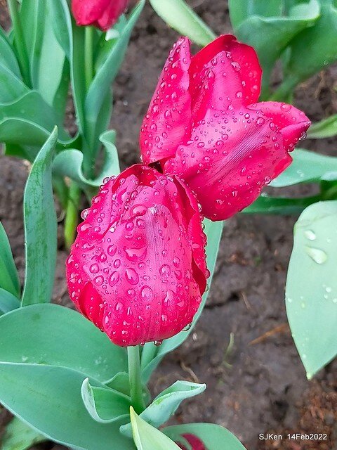「新店碧潭風景區鬱金香花海」(Tulid blossoms at Pi lake), Hsinpei city, North Taiwan, SJKen, Feb 14, 2022.