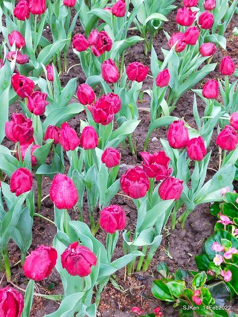 「新店碧潭風景區鬱金香花海」(Tulid blossoms at Pi lake), Hsinpei city, North Taiwan, SJKen, Feb 14, 2022.