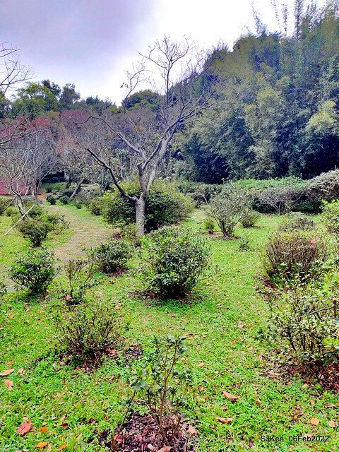 「陽明山花卉試驗中心茶花與杜鵑花」(Rhododendron &Camila), Taipei, Taiwan, SJKen, Feb 6, 2022.