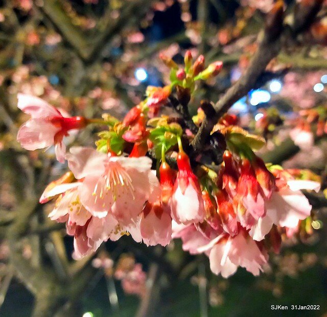 「2022台北東湖樂活夜櫻季」(2022 Taipei Lohas Cherry Blossoms Festival), Taipei, Taiwan, SJKen, Jan 31, 2022.