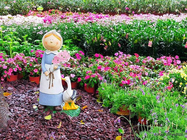 「大安森林公園2022台北杜鵑花季」(Hydrangea & Rhododendron flower exhibition at Da-An forest park), Taipei, Taiwan, SJKen, Feb 20, 2022.