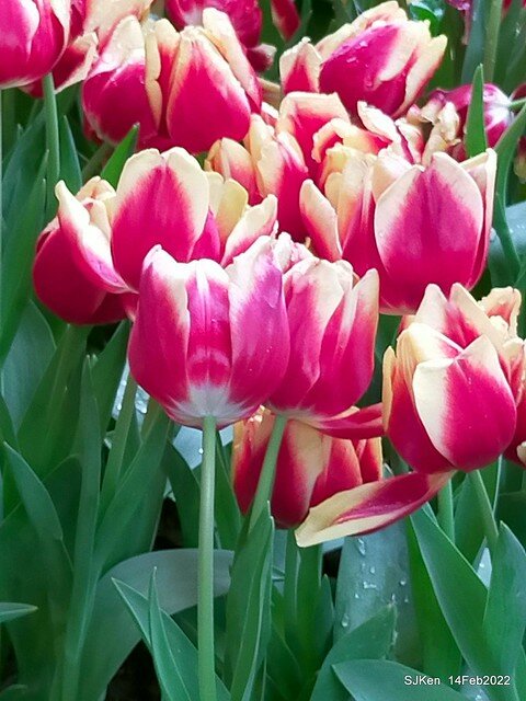 「新店碧潭風景區鬱金香花海」(Tulid blossoms at Pi lake), Hsinpei city, North Taiwan, SJKen, Feb 14, 2022.