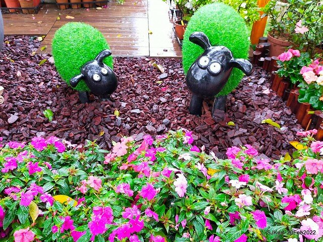「大安森林公園2022台北杜鵑花季」(Hydrangea & Rhododendron flower exhibition at Da-An forest park), Taipei, Taiwan, SJKen, Feb 20, 2022.