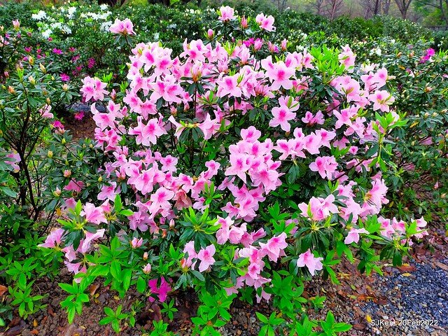 「大安森林公園2022台北杜鵑花季」(Hydrangea & Rhododendron flower exhibition at Da-An forest park), Taipei, Taiwan, SJKen, Feb 20, 2022.