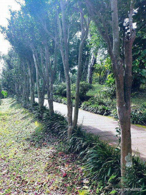 花卉試驗中心櫻花篇(2022 Cherry blossoms ), Taipei, Taiwan, SJKen,Feb 6, 2022.