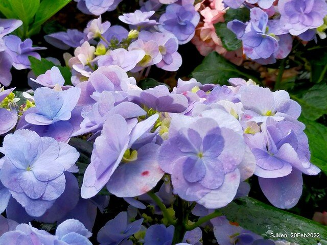 「大安森林公園2022台北杜鵑花季」(Hydrangea & Rhododendron flower exhibition at Da-An forest park), Taipei, Taiwan, SJKen, Feb 20, 2022.